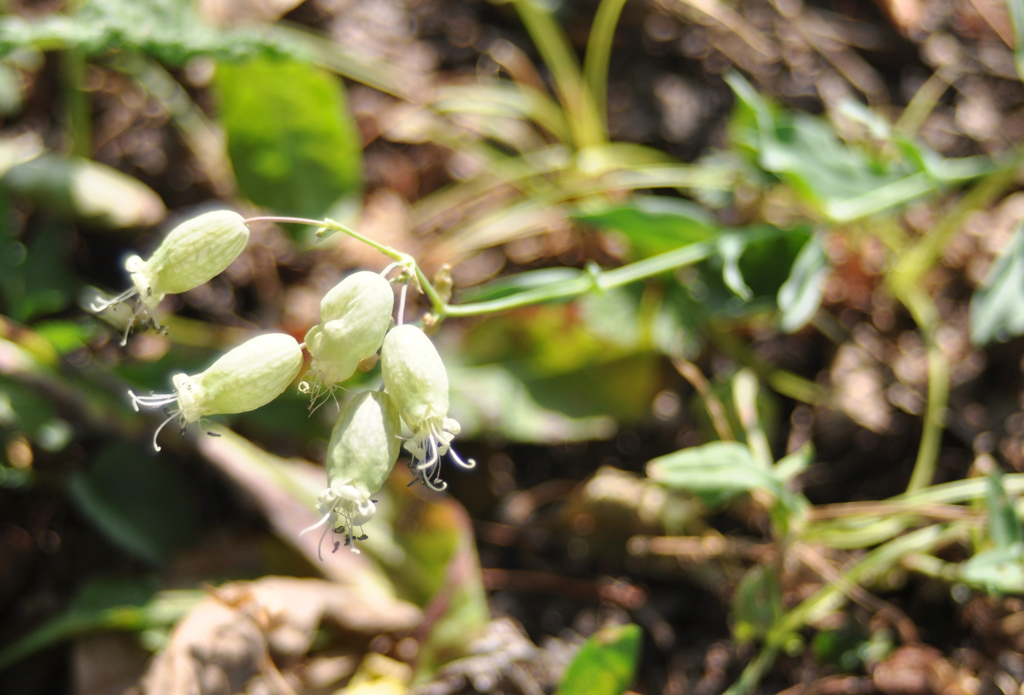 silene vulgaris - strigoli